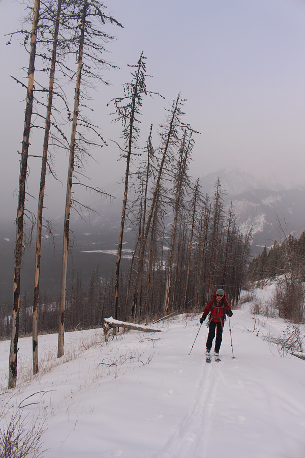 Count trees to pass the time?