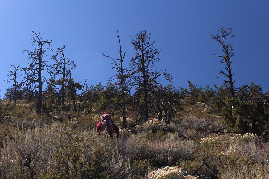 Don't wear shorts if you come this way!