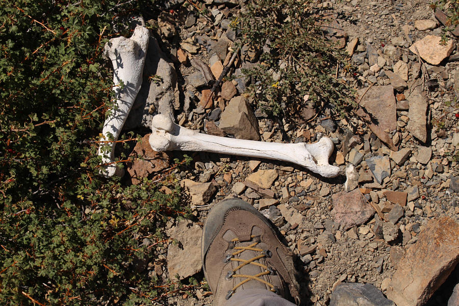 Might be a femur for a hobbit?