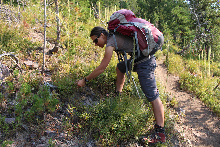 Zosia is an expert huckleberry-picker!