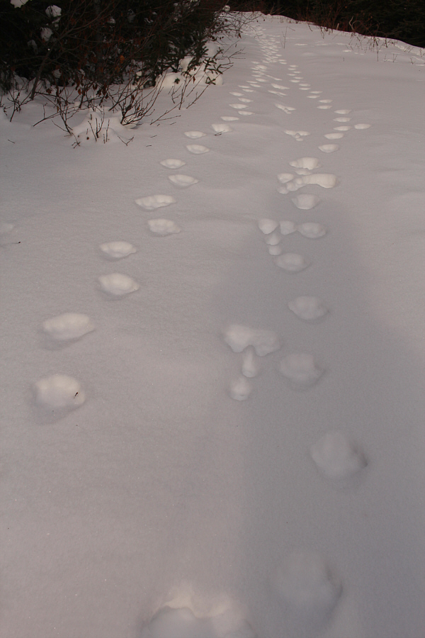 Or maybe the bunny was tracking the kitty cats...