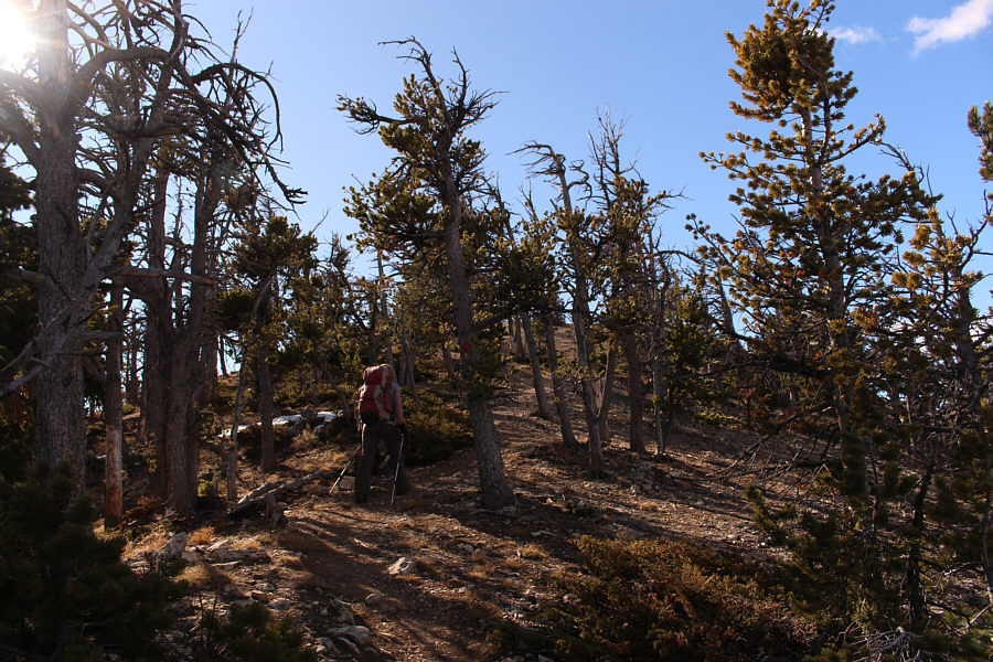 Guess which way the wind usually blows up here...