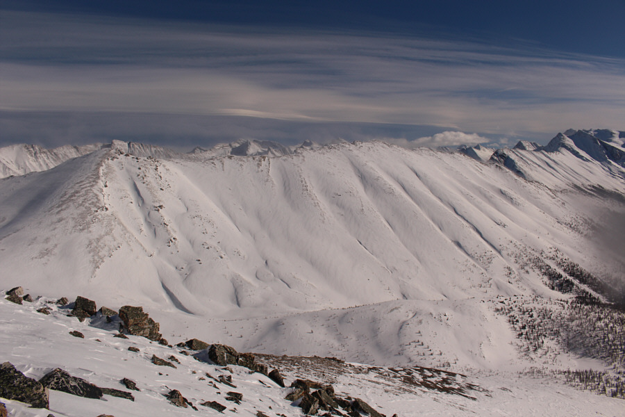 "Anthozoa" means "flower animals"!