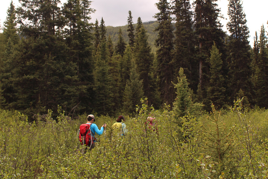 There's a trail here?