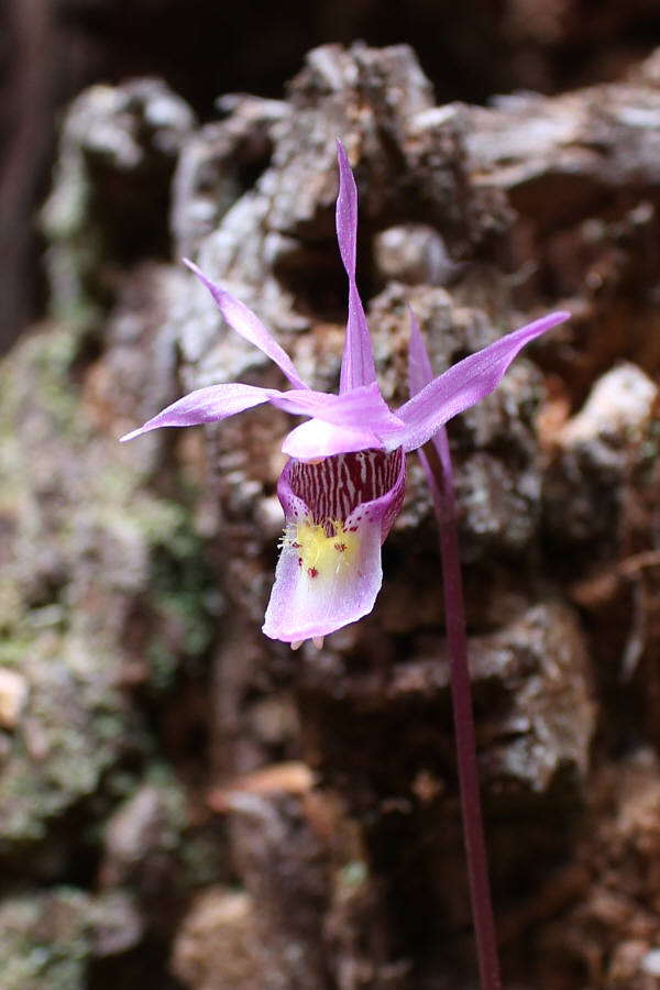 A moment of beauty in the midst of much tedium.