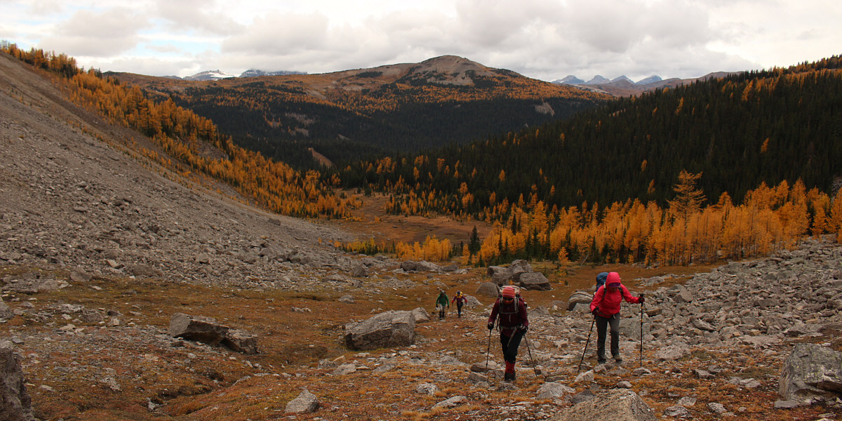 Wanna see larches in solitude? Come here!