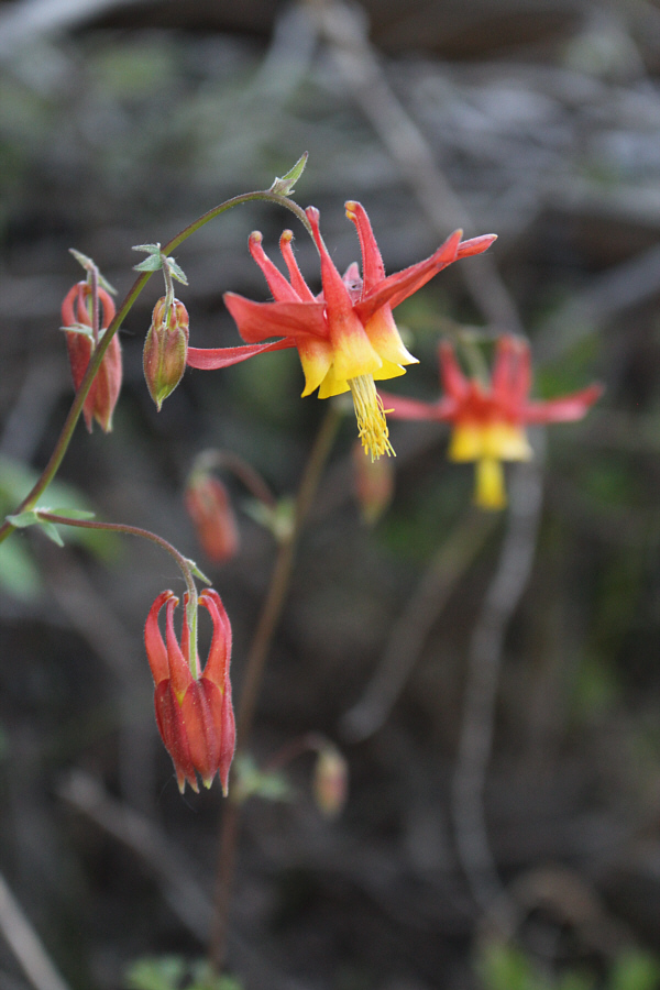 A good distraction from the dusty slog along the KVR.