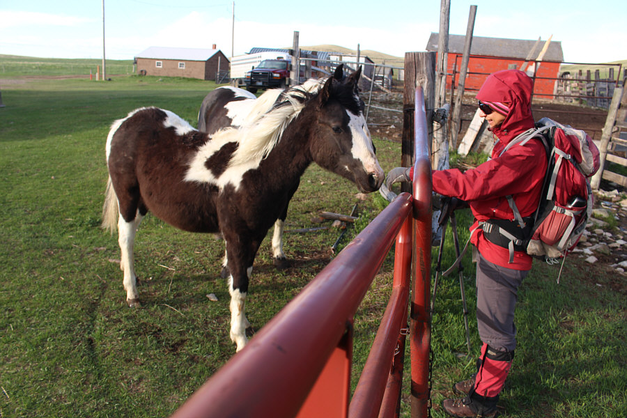 If only we had some sugar cubes or apples...
