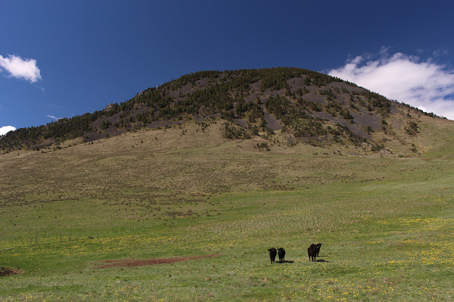 Those cows are staring at us funny...