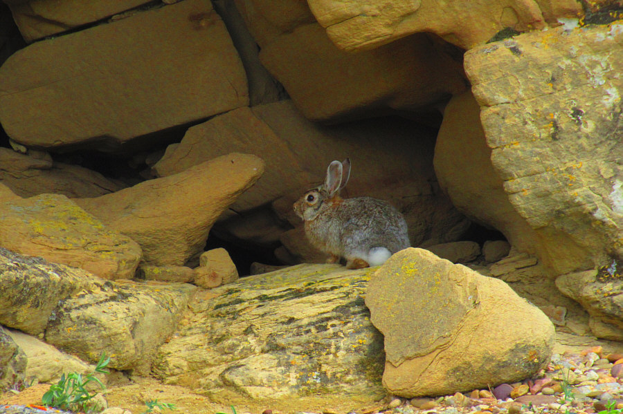 Wot's he do? Nibble your bum??