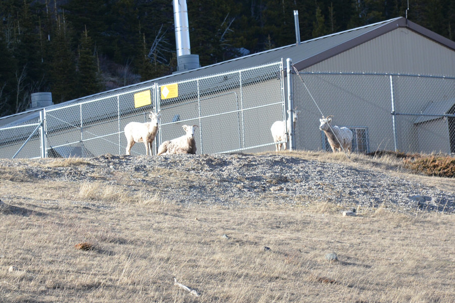 So which side of the fence are the sheep supposed to be on??