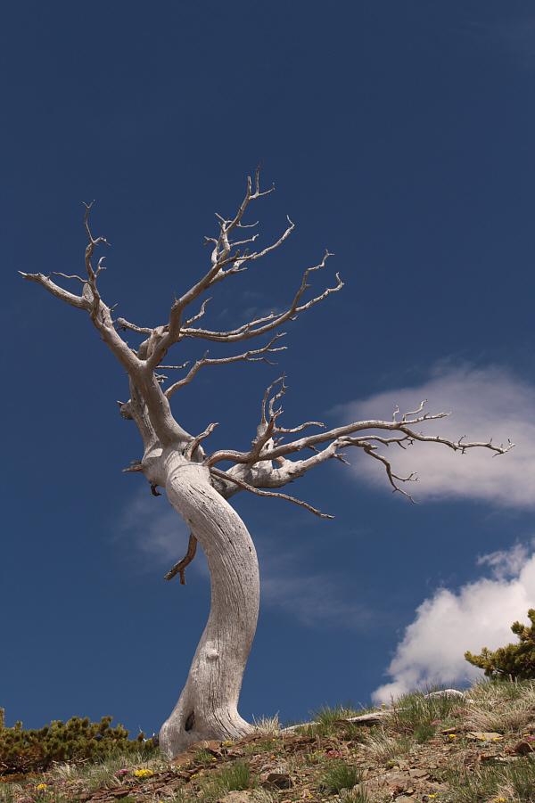 The White Tree of Gondor?