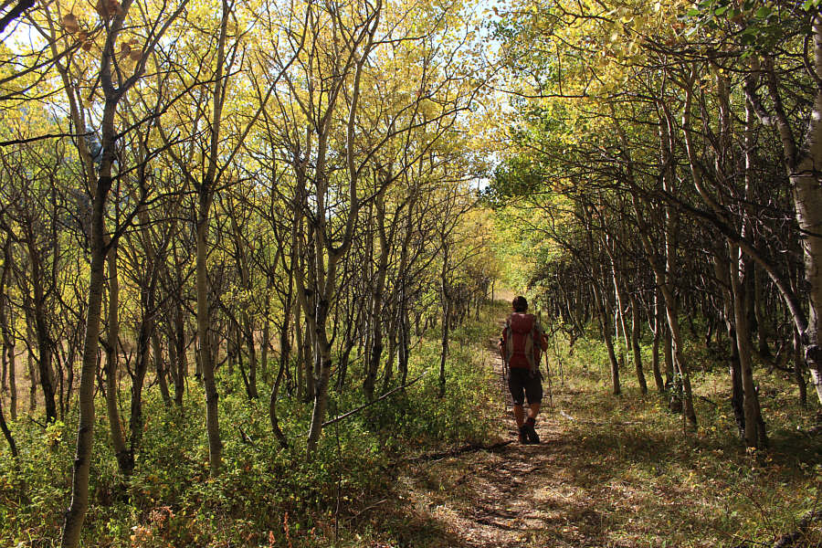 Fall colours already in August!!