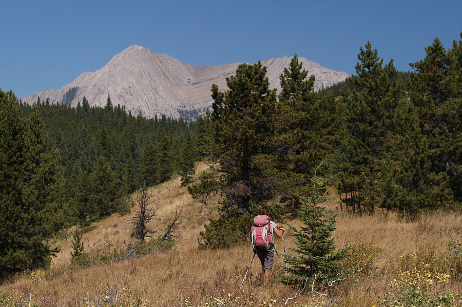 There are better views from the south end of Mount Mann than from its summit!
