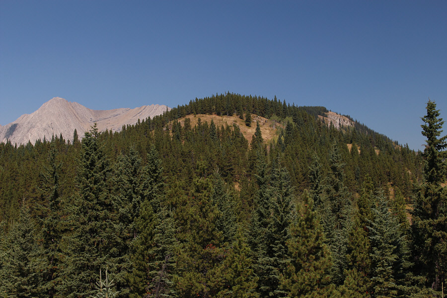 I don't mind the forest when the hot sun is baking my head!
