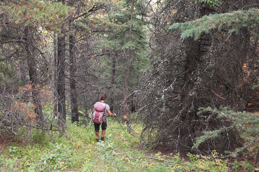 Very steep but not overly bushy.
