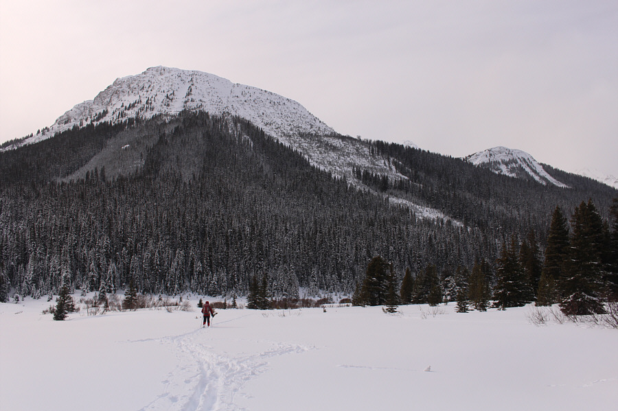 Fly safe, lone ptarmigan!