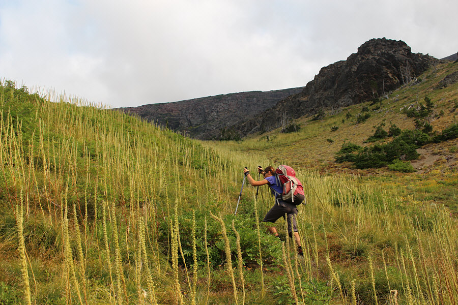 Lotsa tasty huckleberries here too!