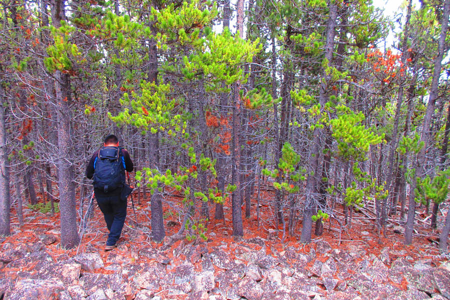 Actually, the bushwhacking wasn't bad, but the rubble was painfully tedious.