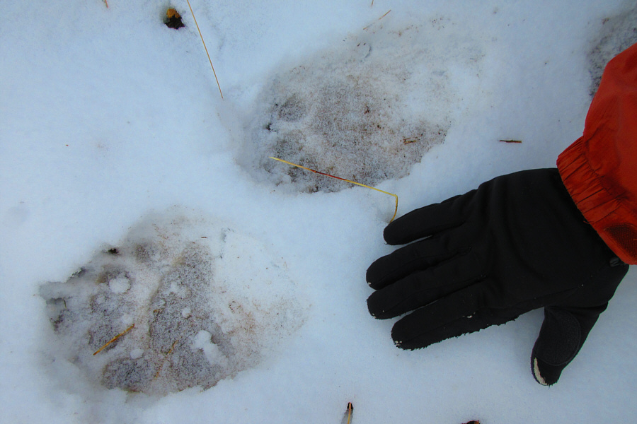 My, what big claws you have, Mr. Bear!