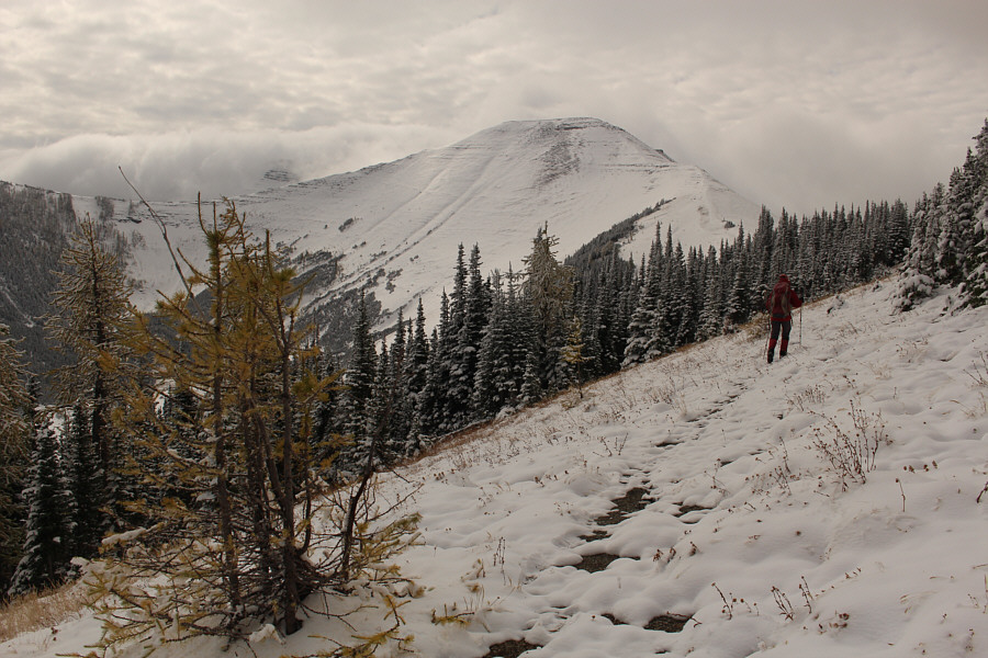 It's a shame that the larches were all muted by the snow.