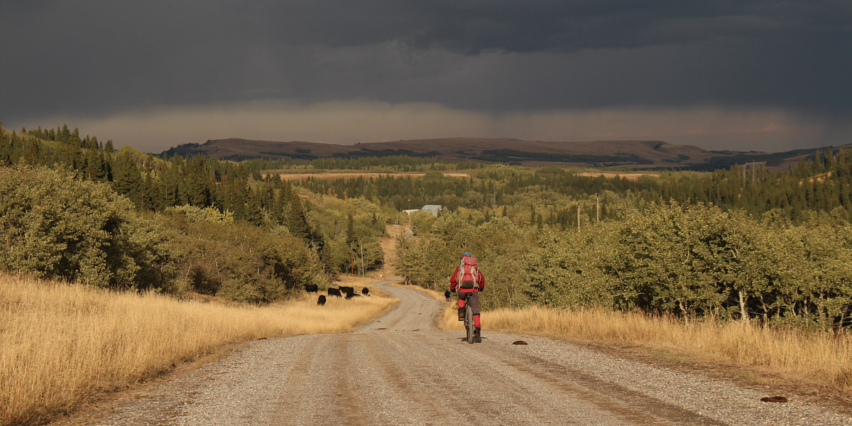 Mind the cows and cow patties!