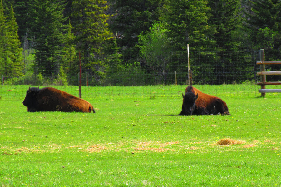 I think these were the rejects that weren't re-introduced into Banff National Park...