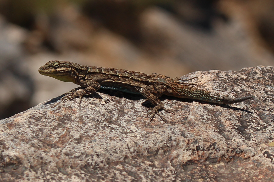 It's good at climbing rocks too!