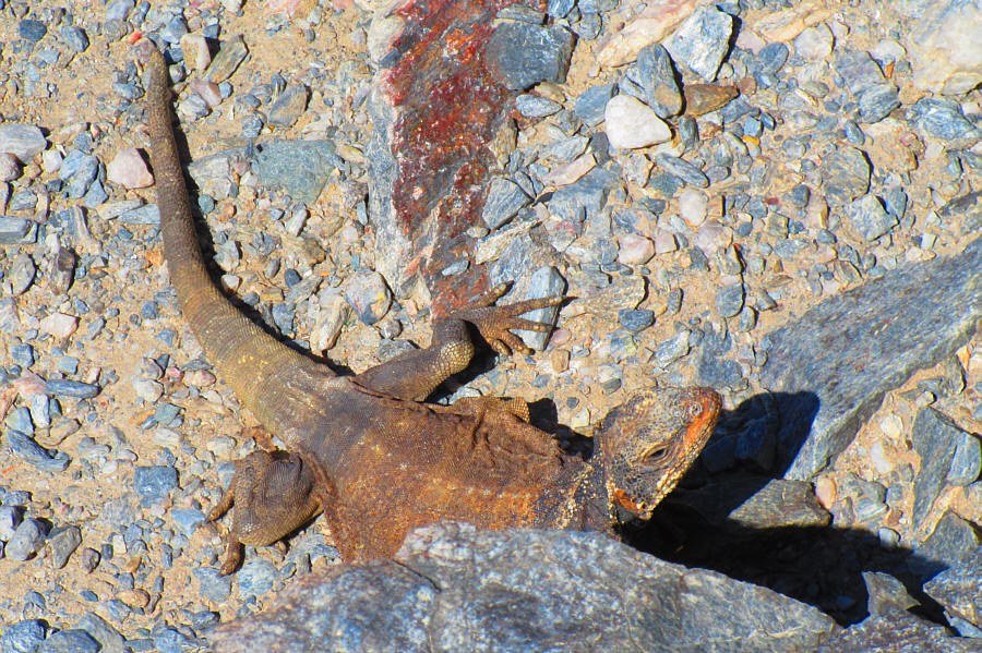 This thing was big as a football!