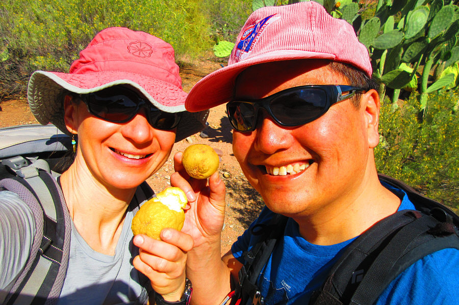 The owner of the tree did not mind us plucking the oranges, but she warned us that they would be very sour.