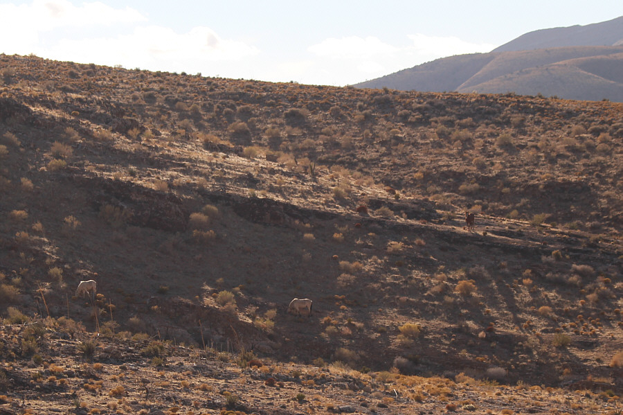 There were several more horses just out of view to the right.