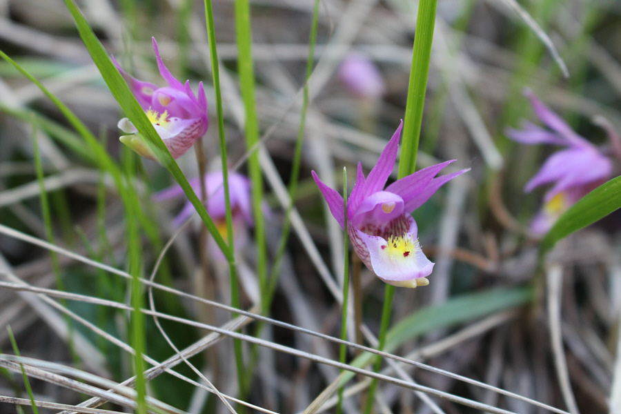 Sneaky little bugger!