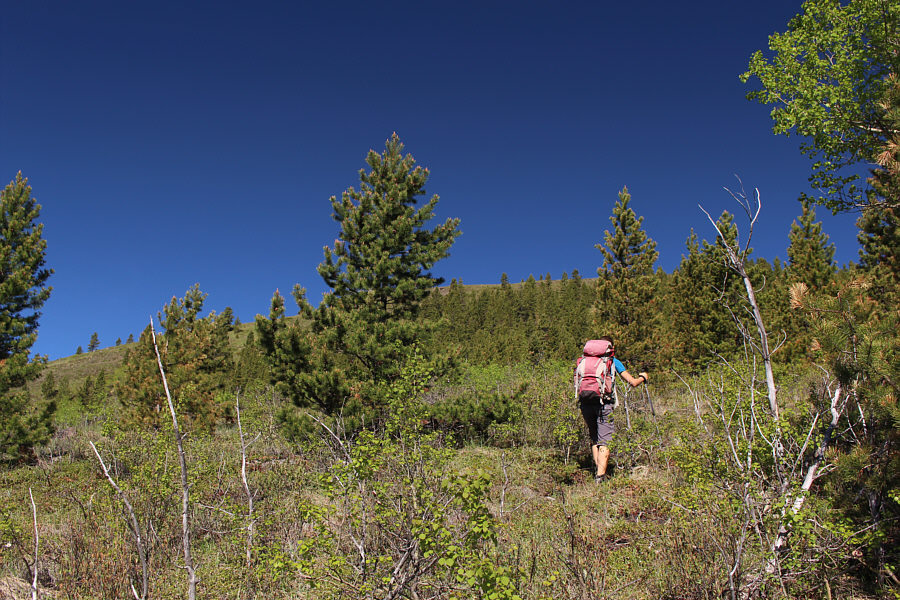 That's what I like--very little bush!