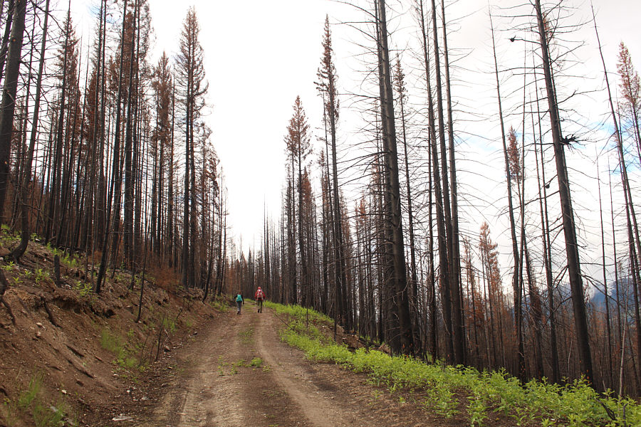 Surprisingly not much deadfall here though.