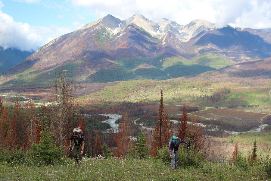 You could spend all day here eating wild strawberries!