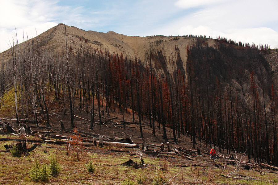 Some of the trees look like they're still on fire!