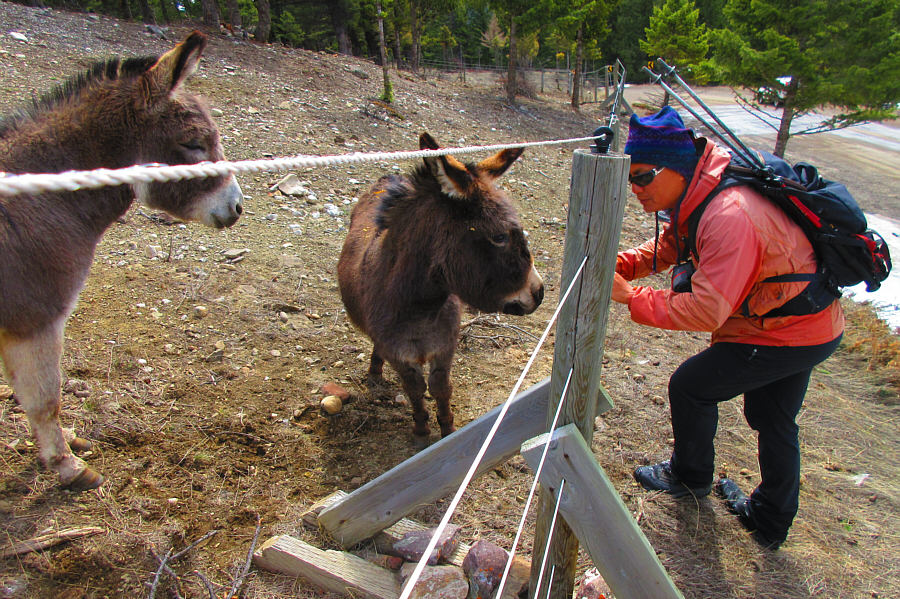 Yep, that's my car behind the tree!
