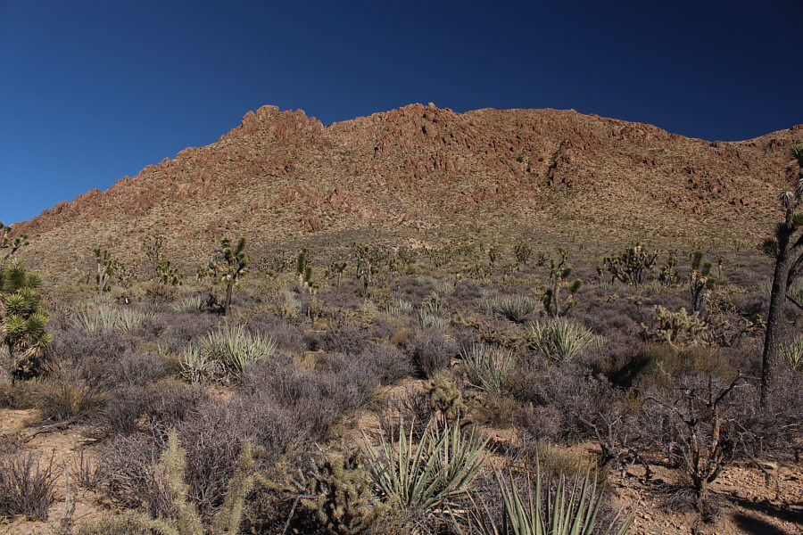 I was starting to get really annoyed with all the grabby and pokey vegetation!