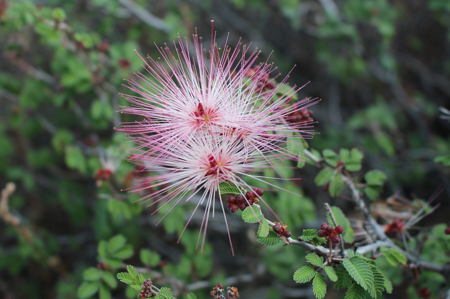 And in the desert, it's very dusty!