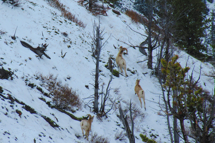 I wish I could move that fast up the slope!