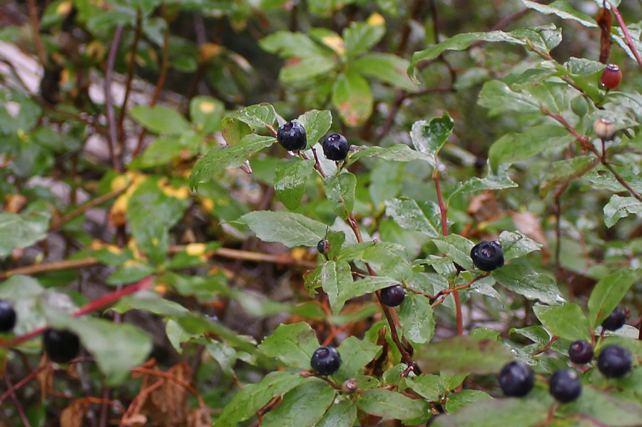 Can't...stop...eating!