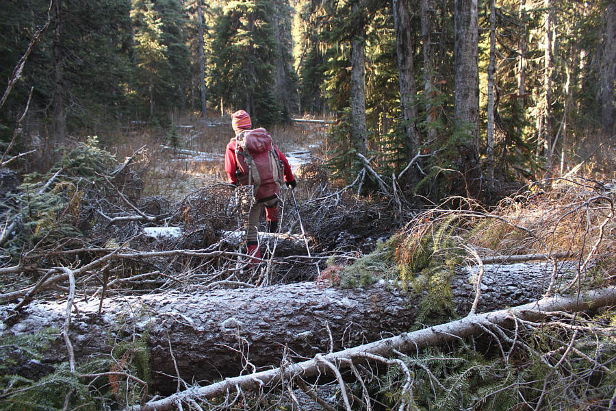 A chainsaw would be helpful!