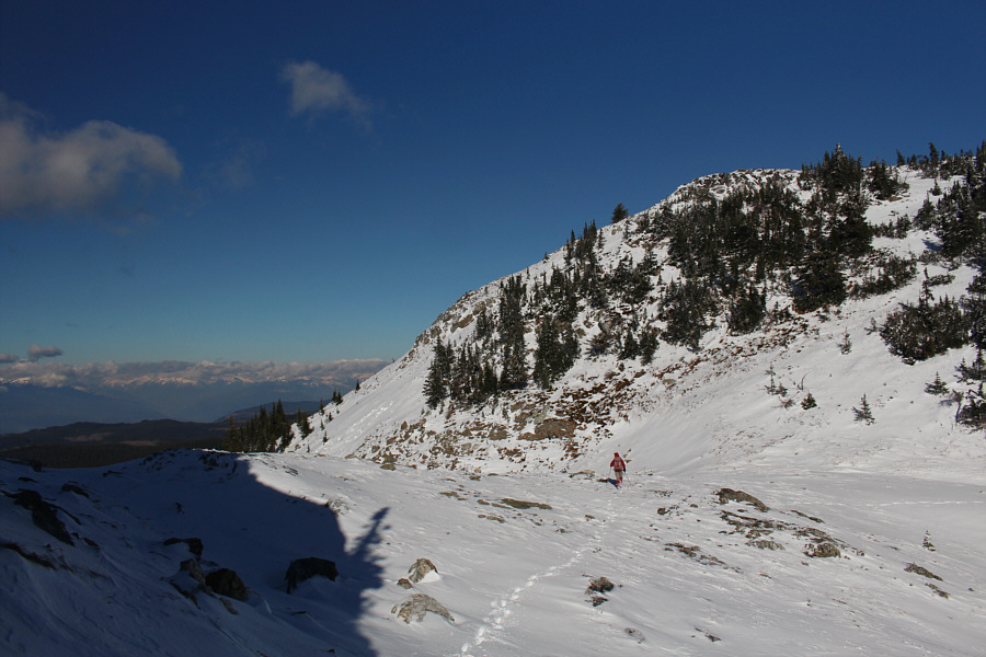 Looking for fox tracks...