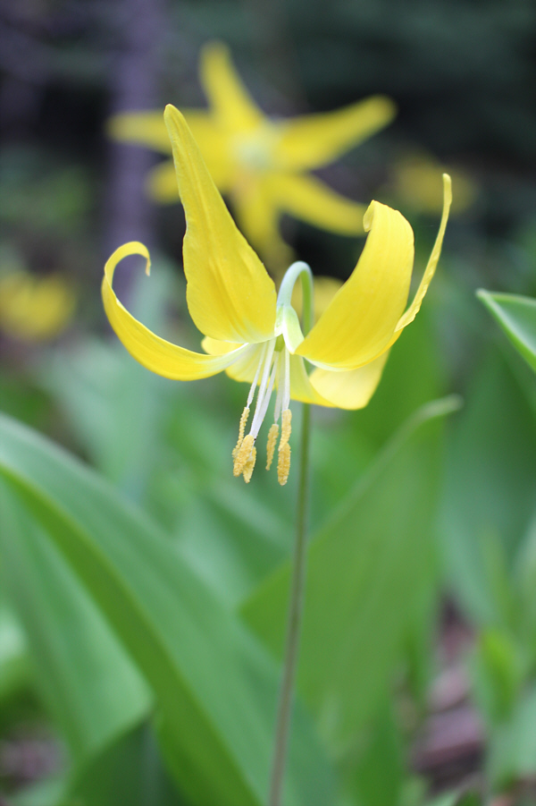 Best of all and somewhat surprisingly, there were no mosquitoes here!