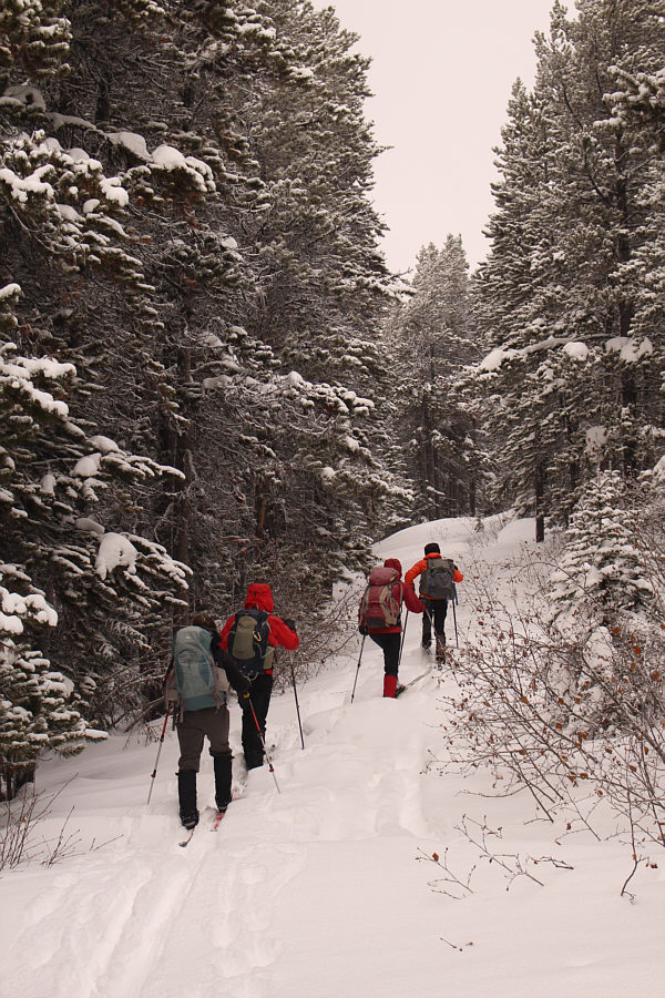 AT skis would probably work better here.