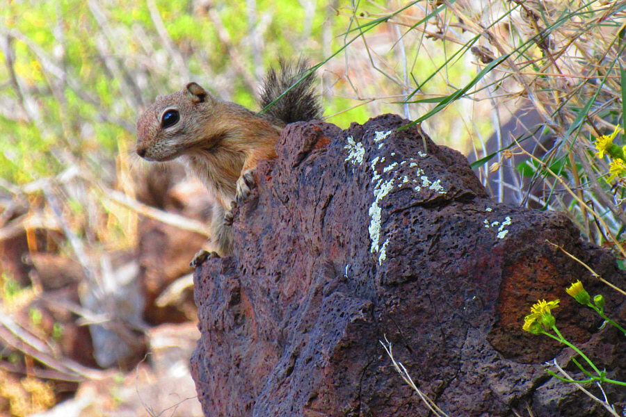 Got nuts? Or ice cream??