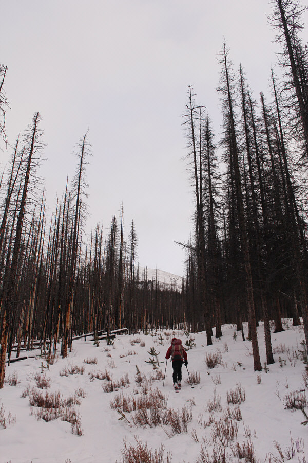 Boy, can't wait to ski back down this!!