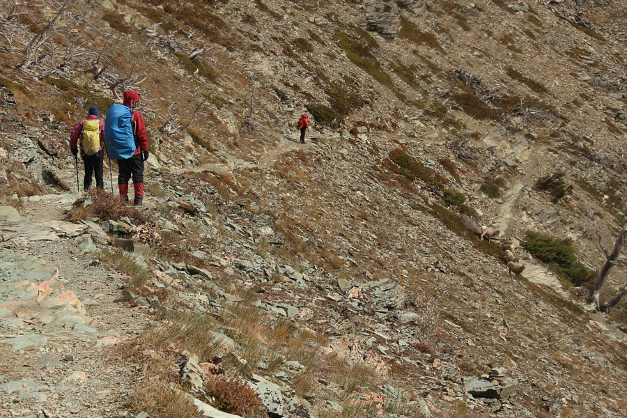 Those damn sheep think they own the whole mountain!