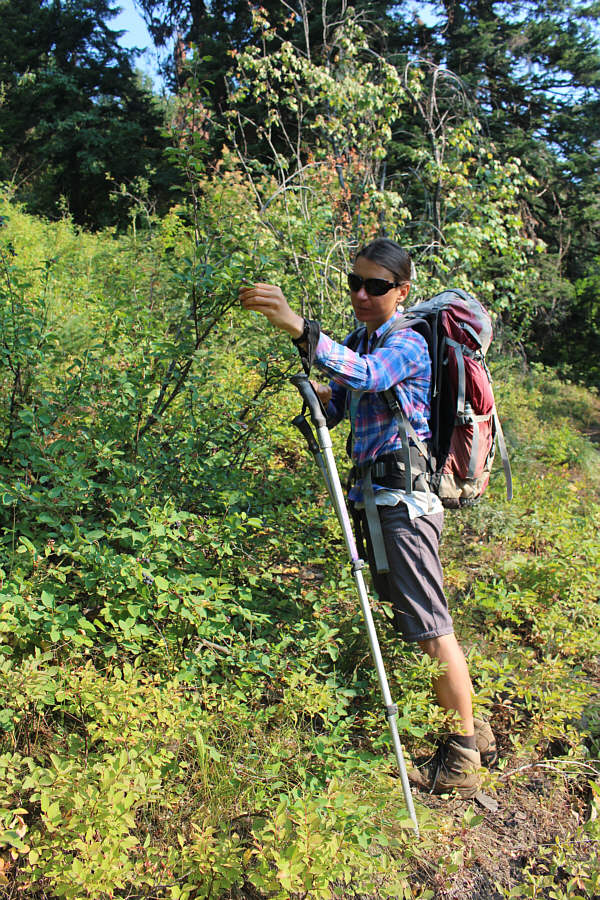 We found ripe huckleberries higher up.