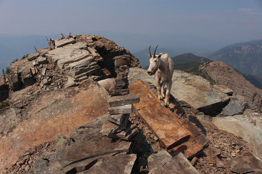 These goats have obviously lost their fear of humans.
